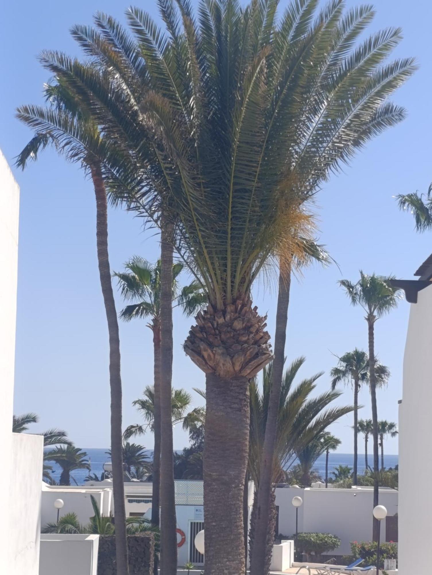 Blue Ocean Lägenhet Costa Teguise Exteriör bild